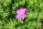Click to see YIMG_0628.JPG