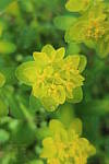 Click to see YIMG_0635-MACRO-SOFT.JPG