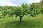 Click to see YIMG_0653.JPG