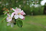 Click to see YIMG_0688-MACRO-BOKEH.JPG