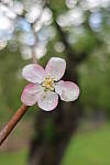 Click to see YIMG_0690-MACRO-BOKEH.JPG