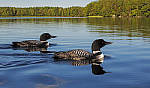 Click to see YIMG_0816-MOD.JPG