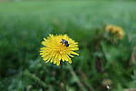 Click to see YIMG_0838.JPG