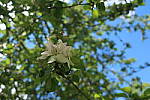 Click to see YIMG_0848-FLASH-OFF.JPG