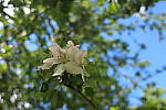 Click to see YIMG_0849-FLASH-OFF.JPG