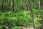 Click to see YIMG_0852.JPG