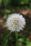 Click to see YIMG_0858.JPG