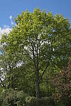 Click to see YIMG_0867-HDR.JPG