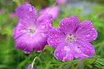 Click to see YIMG_0957.JPG