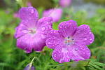 Click to see YIMG_0960.JPG