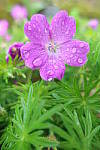 Click to see YIMG_0962.JPG