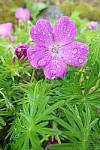 Click to see YIMG_0965.JPG