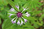 Click to see YIMG_0975.JPG