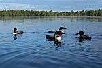 Click to see YIMG_1037.JPG