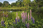 Click to see YIMG_1138-MOD.JPG