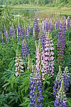 Click to see YIMG_1145.JPG