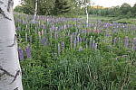 Click to see YIMG_1158.JPG