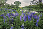 Click to see YIMG_1164-MOD.JPG