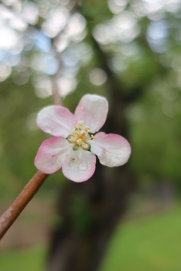 Canon G9X II Review: Field Test -- Gallery Image
