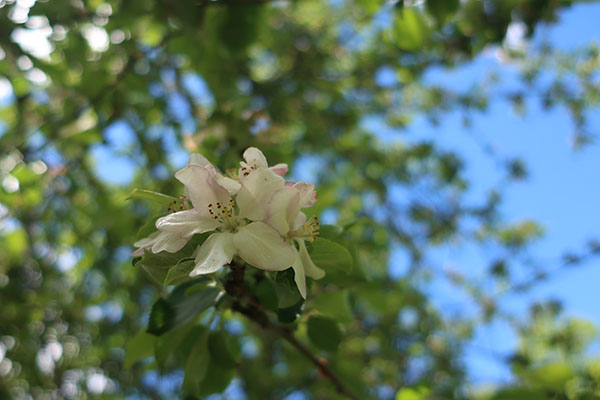 Canon G9X II Review: Field Test -- Gallery Image