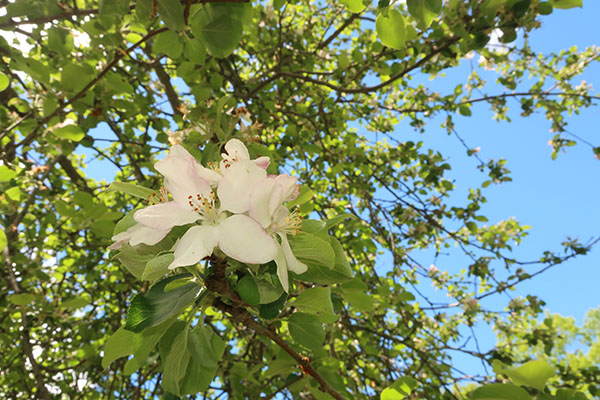 Canon G9X II Review: Field Test -- Gallery Image