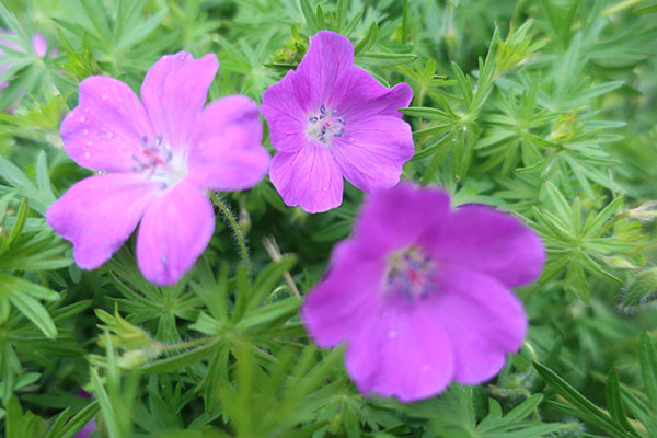 Canon G9X II Review: Field Test -- Gallery Image