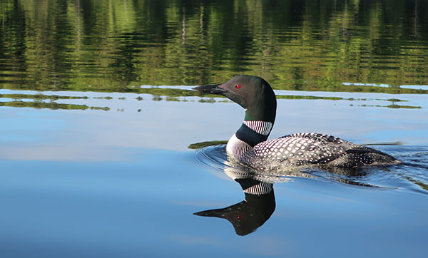 Canon G9X II Review: Field Test -- Gallery Image