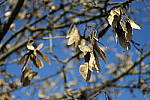 Click to see YIMG_0338.JPG