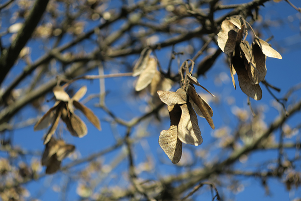 Canon G9X review -- Sample photo