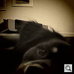 Click to see YIMG_0118.JPG