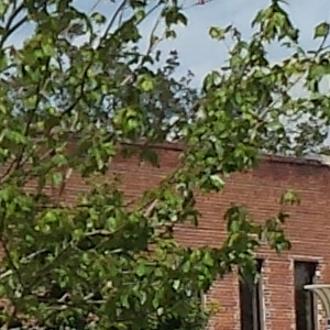 Samsung Galaxy S4 crop