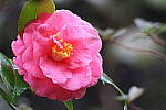 Click to see Y-JG-CANON-R50-0013.JPG