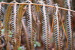 Click to see Y-JG-CANON-R50-0017.JPG