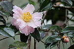 Click to see Y-JG-CANON-R50-0023.JPG