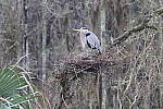 Click to see Y-JG-CANON-R50-0093.JPG