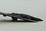 Click to see Y-JG-CANON-R50-0096.JPG