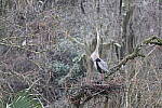 Click to see Y-JG-CANON-R50-0102.JPG