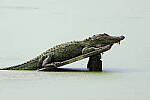 Click to see Y-JG-CANON-R50-0117.JPG