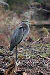 Click to see Y-JG-CANON-R50-0128.JPG