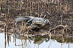 Click to see Y-JG-CANON-R50-0138.JPG