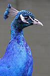 Click to see Y-JG-CANON-R50-0158.JPG