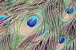 Click to see Y-JG-CANON-R50-0176.JPG