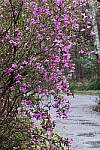 Click to see Y-WB-R50-IMG_0007.JPG