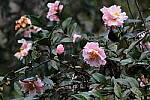 Click to see Y-WB-R50-IMG_0025.JPG