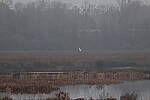 Click to see Y-WB-R50-IMG_0033.JPG
