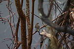 Click to see Y-WB-R50-IMG_0039.JPG