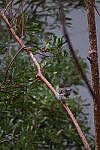 Click to see Y-WB-R50-IMG_0052.JPG