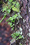 Click to see Y-WB-R50-IMG_0064.JPG