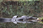 Click to see Y-WB-R50-IMG_0073.JPG