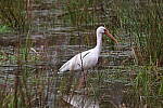 Click to see Y-WB-R50-IMG_0086.JPG